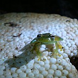 Ilex glass frog